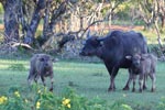 Wilpattu National Park 29th December 2022