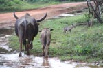 Wilpattu National Park 29th December 2022