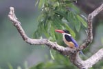 Wilpattu National Park 29th December 2022