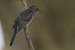 Wilpattu National Park 29th December 2022