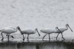 Wilpattu National Park 29th December 2022