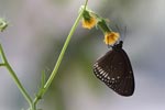 Wilpattu National Park 29th December 2022