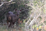  3-4-February-2018 Notes on Field Trips Wilpattu National Park