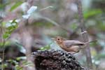 Wilpattu National Park 3rd to 5th February 2024