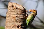 Wilpattu National Park 30th to 31st August 2025