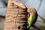 Wilpattu National Park 30th to 31st August 2025