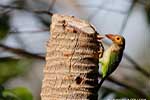 Wilpattu National Park 30th to 31st August 2025
