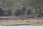 Wilpattu National Park 30th to 31st August 2025