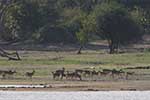 Wilpattu National Park 30th to 31st August 2025
