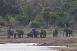 Wilpattu National Park 30th to 31st August