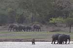 Wilpattu National Park 30th to 31st August