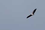 Wilpattu National Park 30th to 31st August