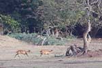 Wilpattu National Park 30th to 31st August