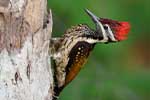 Wilpattu National Park 30th to 31st August 2025