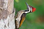 Wilpattu National Park 30th to 31st August 2025