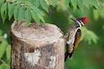 Wilpattu National Park 30th to 31st August 2025