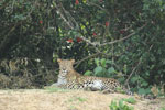 Wilpattu National Park