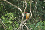 Wilpattu National Park