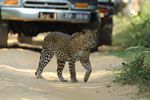 Wilpattu National Park