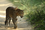 Wilpattu National Park