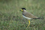 Wilpattu National Park