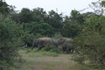 Wilpattu National Park