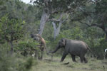 Wilpattu National Park