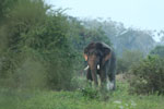 Wilpattu National Park