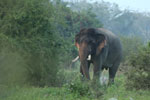 Wilpattu National Park