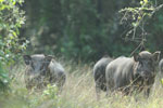 Wilpattu National Park