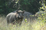 Wilpattu National Park