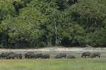 Wilpattu National Park