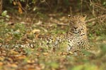 Notes on Field Trips Wilpattu National Park