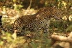 Notes on Field Trips Wilpattu National Park