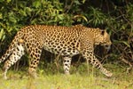 Notes on Field Trips Wilpattu National Park