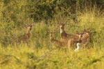 Notes on Field Trips Wilpattu National Park