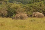 Notes on Field Trips Wilpattu National Park