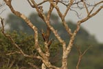 Notes on Field Trips Wilpattu National Park