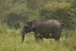 Notes on Field Trips Wilpattu National Park