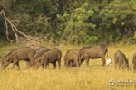 Notes on Field Trips Wilpattu National Park