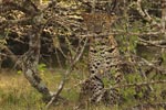 Notes on Field Trips Wilpattu National Park