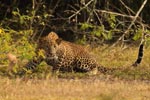 Notes on Field Trips Wilpattu National Park