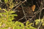 Notes on Field Trips Wilpattu National Park