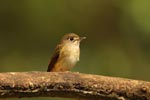 Notes on Field Trips Wilpattu National Park