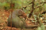 Notes on Field Trips Wilpattu National Park