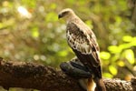 Notes on Field Trips Wilpattu National Park