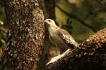 Notes on Field Trips Wilpattu National Park