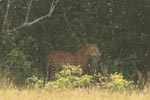 Notes on Field Trips Wilpattu National Park