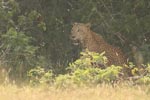 Notes on Field Trips Wilpattu National Park