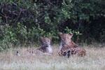 Notes on Field Trips Wilpattu National Park